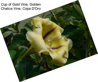 Cup of Gold Vine, Golden Chalice Vine, Copa D\'Oro