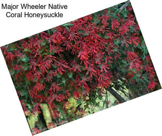 Major Wheeler Native Coral Honeysuckle