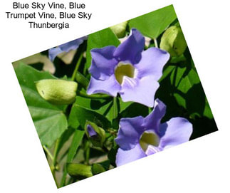 Blue Sky Vine, Blue Trumpet Vine, Blue Sky Thunbergia