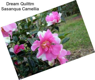 Dream Quilttm Sasanqua Camellia