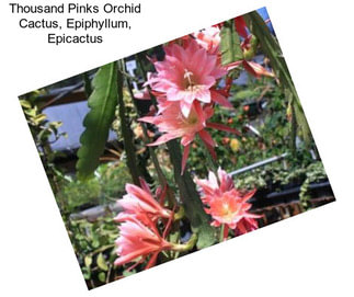 Thousand Pinks Orchid Cactus, Epiphyllum, Epicactus