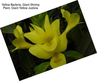 Yellow Barleria, Giant Shrimp Plant, Giant Yellow Justicia