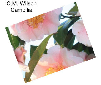 C.M. Wilson Camellia