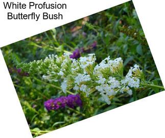 White Profusion Butterfly Bush