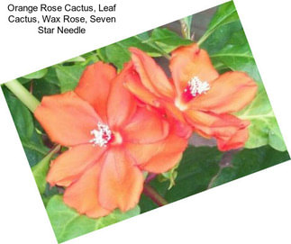 Orange Rose Cactus, Leaf Cactus, Wax Rose, Seven Star Needle