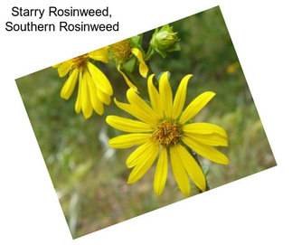 Starry Rosinweed, Southern Rosinweed