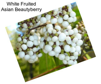 White Fruited Asian Beautyberry