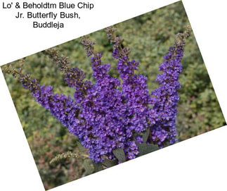 Lo\' & Beholdtm Blue Chip Jr. Butterfly Bush, Buddleja