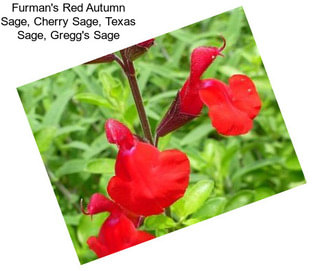 Furman\'s Red Autumn Sage, Cherry Sage, Texas Sage, Gregg\'s Sage