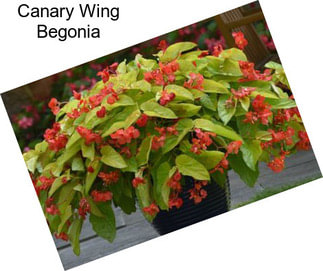 Canary Wing Begonia