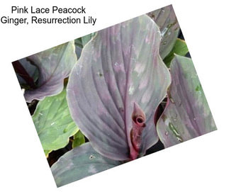 Pink Lace Peacock Ginger, Resurrection Lily