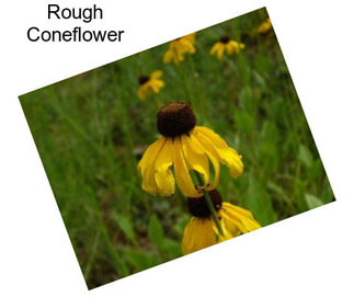 Rough Coneflower