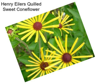 Henry Eilers Quilled Sweet Coneflower