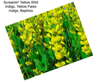 Screamin\' Yellow Wild Indigo, Yellow False Indigo, Baptisia