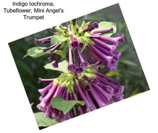 Indigo Iochroma, Tubeflower, Mini Angel\'s Trumpet