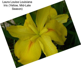 Laura Louise Louisiana Iris (Yellow, Mid-Late Season)