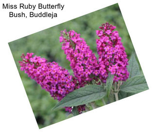 Miss Ruby Butterfly Bush, Buddleja