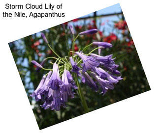 Storm Cloud Lily of the Nile, Agapanthus