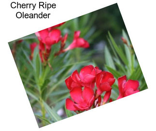 Cherry Ripe Oleander