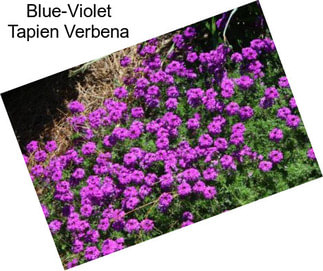 Blue-Violet Tapien Verbena