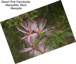 Desert Pink Fairyduster, Mesquitilla, Mock Mesquite