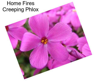 Home Fires Creeping Phlox