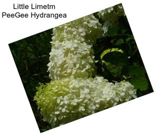 Little Limetm PeeGee Hydrangea