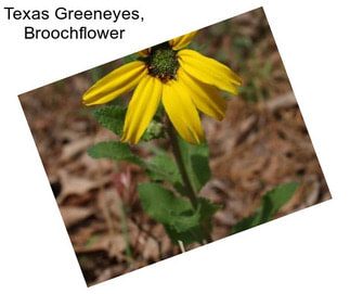 Texas Greeneyes, Broochflower