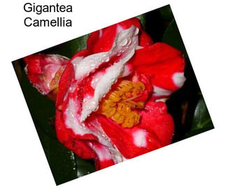 Gigantea Camellia