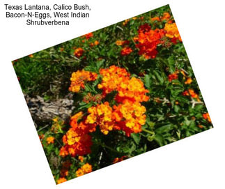 Texas Lantana, Calico Bush, Bacon-N-Eggs, West Indian Shrubverbena