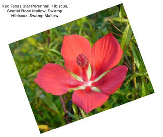 Red Texas Star Perennial Hibiscus, Scarlet Rose Mallow, Swamp Hibiscus, Swamp Mallow