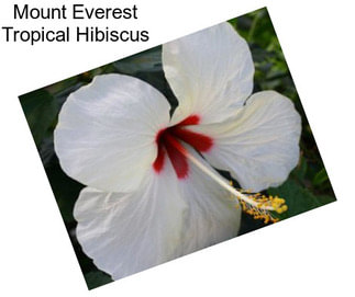 Mount Everest Tropical Hibiscus