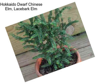 Hokkaido Dwarf Chinese Elm, Lacebark Elm