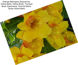 Orange Mahogany Esperanza, Yellow Bells, Yellow Elder, Trumpet Bush, Esperanza, Tecoma Stans, Texas Yellow Bells