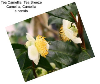 Tea Camellia, Tea Breeze Camellia, Camellia sinensis