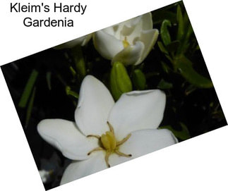 Kleim\'s Hardy Gardenia