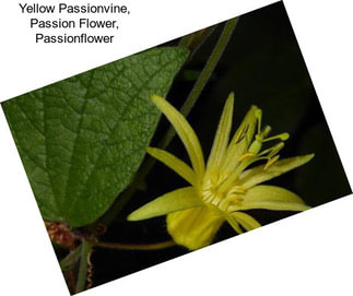 Yellow Passionvine, Passion Flower, Passionflower