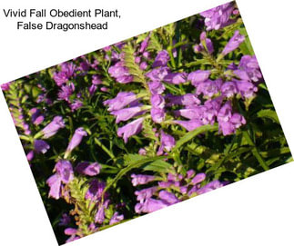 Vivid Fall Obedient Plant, False Dragonshead