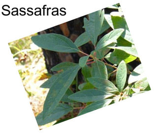 Sassafras