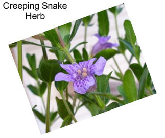 Creeping Snake Herb