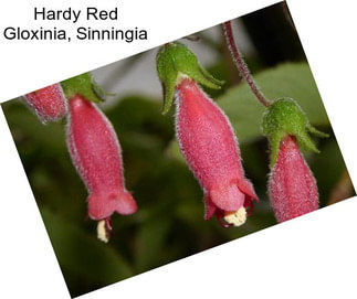 Hardy Red Gloxinia, Sinningia