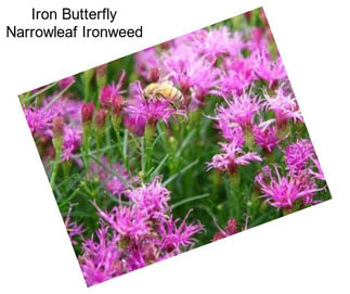 Iron Butterfly Narrowleaf Ironweed