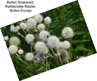 Button Snakeroot, Rattlesnake Master, Button Eryngo