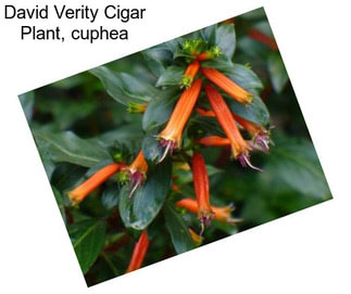 David Verity Cigar Plant, cuphea