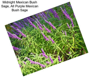 Midnight Mexican Bush Sage, All Purple Mexican Bush Sage