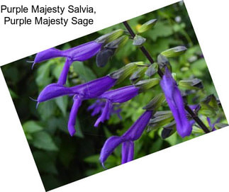 Purple Majesty Salvia, Purple Majesty Sage