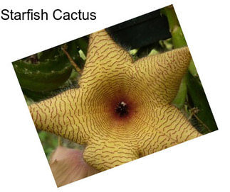 Starfish Cactus