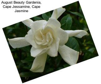 August Beauty Gardenia, Cape Jessamine, Cape Jasmine