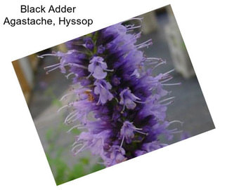 Black Adder Agastache, Hyssop