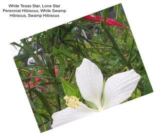 White Texas Star, Lone Star Perennial Hibiscus, White Swamp Hibiscus, Swamp Hibiscus